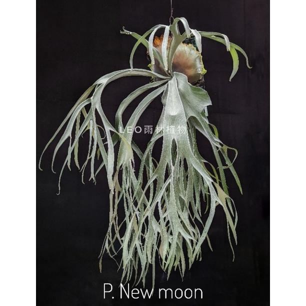 《LEO雨林植物》 P. New moon 新月 鹿角蕨-細節圖2