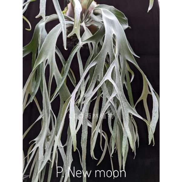 《LEO雨林植物》 P. New moon 新月 鹿角蕨-細節圖4