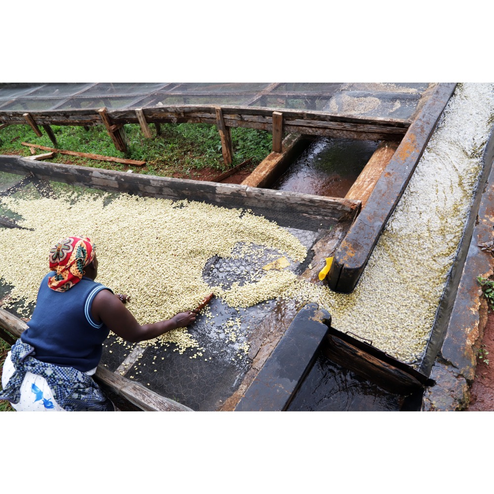 肯亞 涅里 路木齊亞合作社 瑪甘喬處理廠-細節圖2