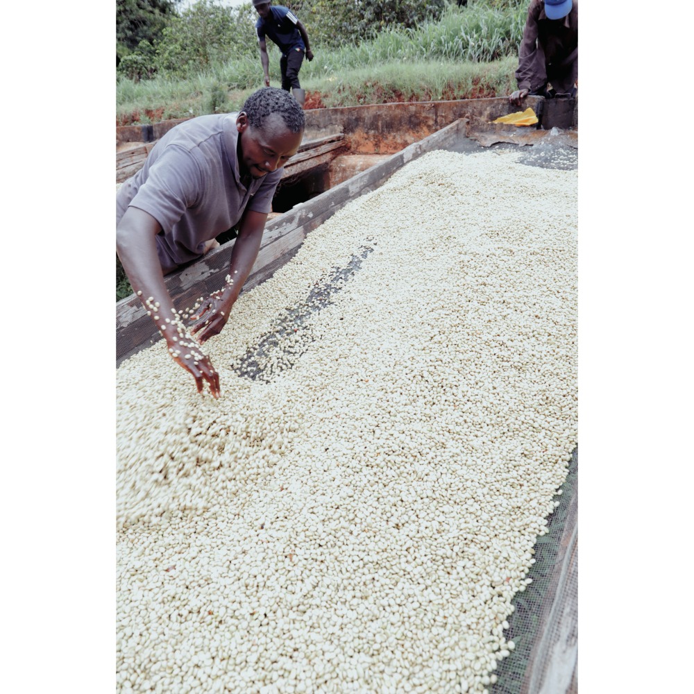 肯亞 涅里 路木齊亞合作社 瑪甘喬處理廠-細節圖3