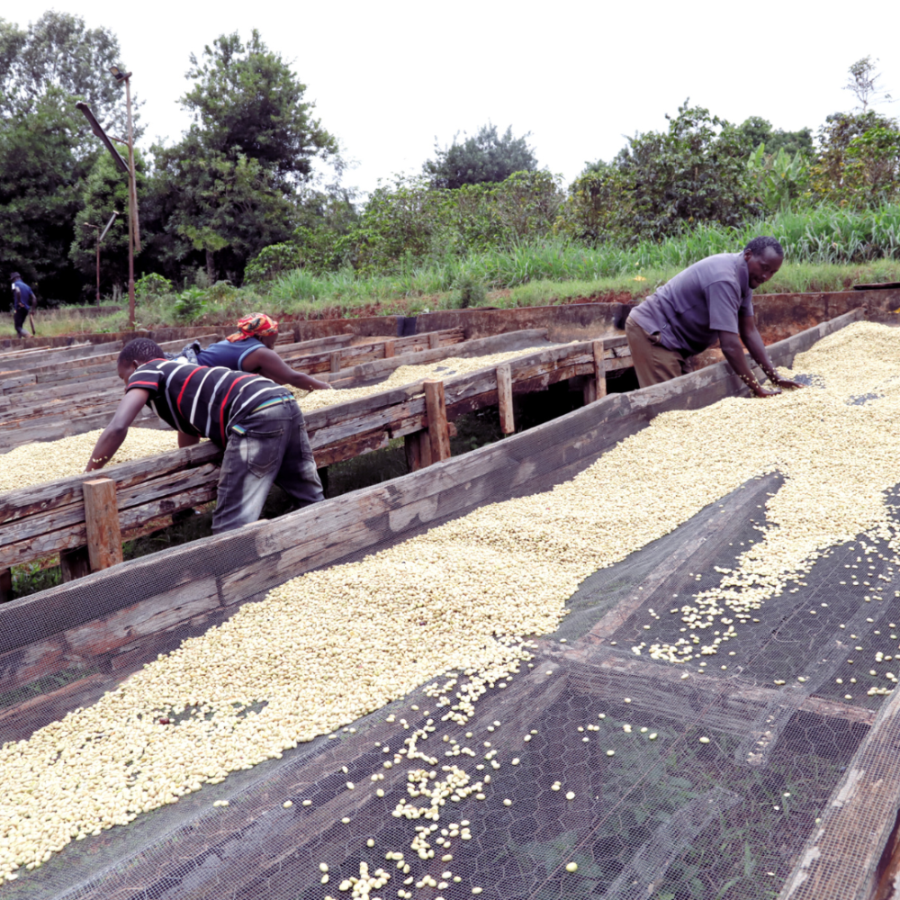 肯亞 涅里 路木齊亞合作社 瑪甘喬處理廠-細節圖4