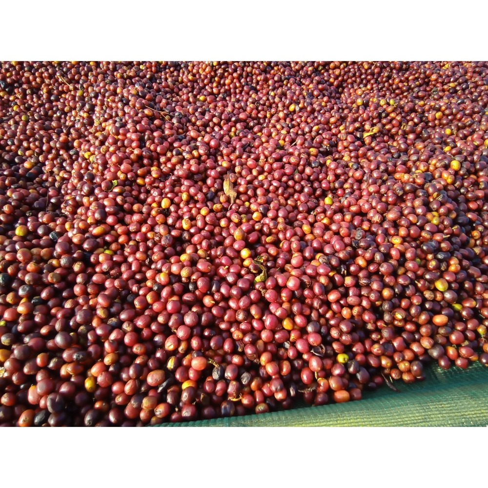 衣索比亞 耶加雪菲 沃卡 草莓流星-細節圖2