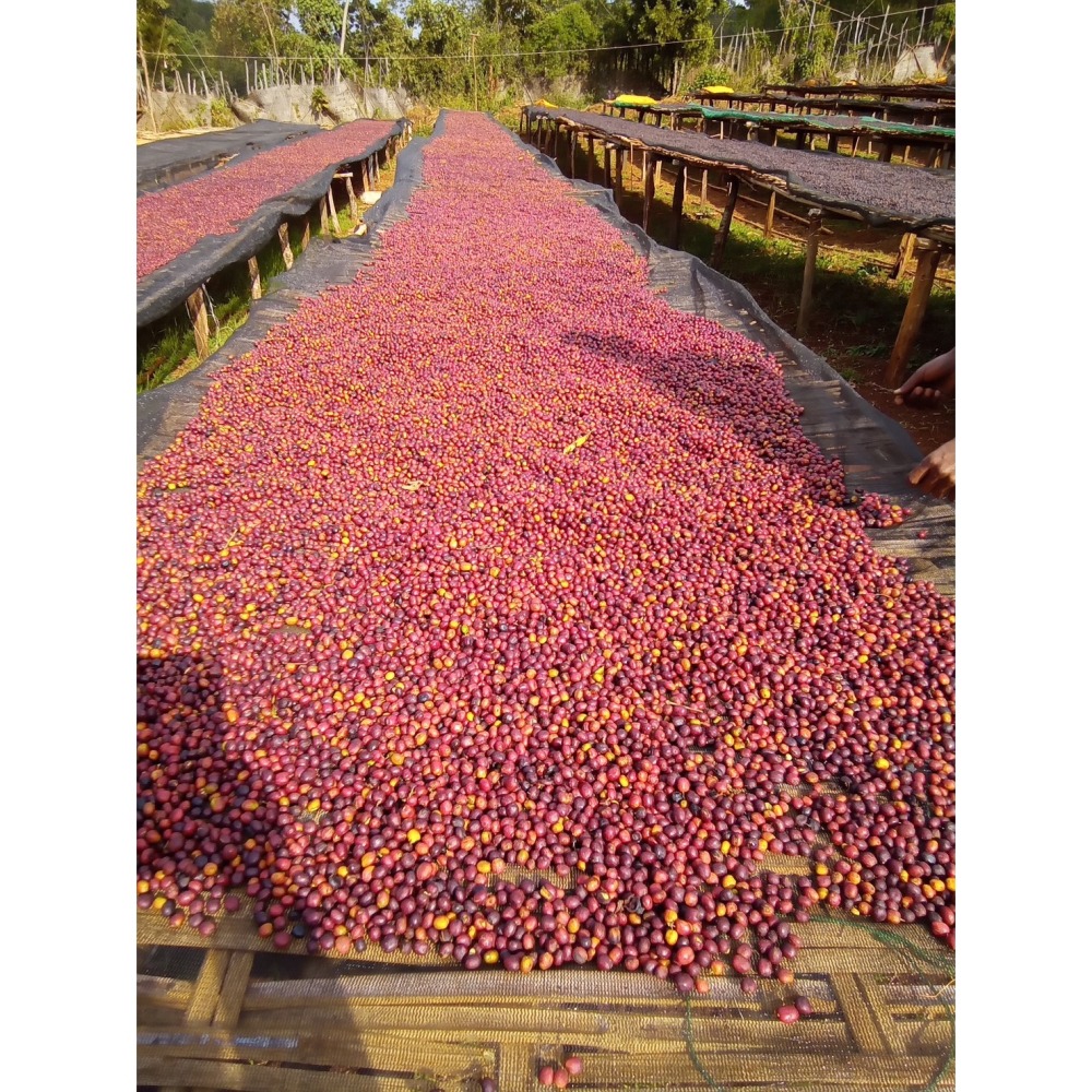 衣索比亞 耶加雪菲 沃卡 草莓流星-細節圖3