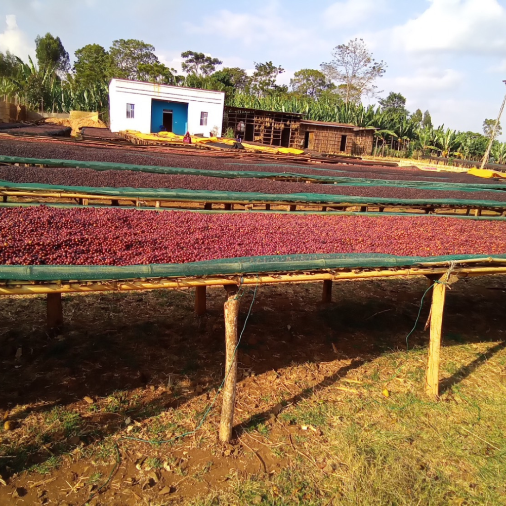 衣索比亞 耶加雪菲 沃卡 草莓流星-細節圖4