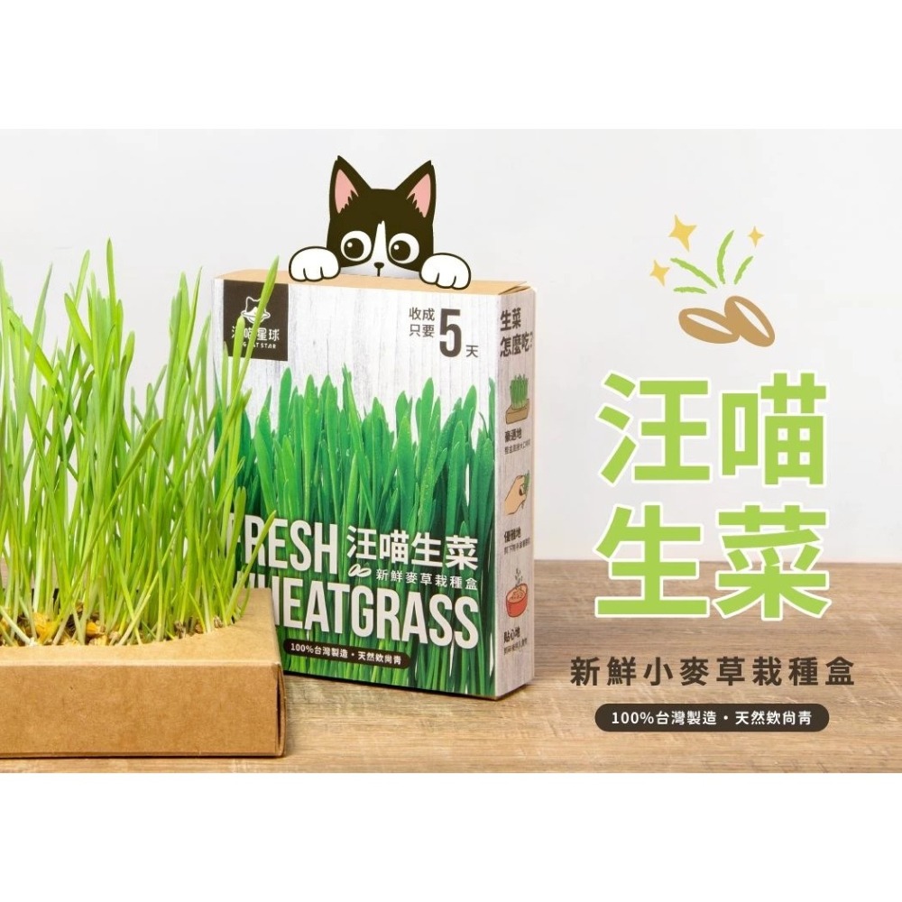 LieBaoの舖🐱貓草栽培組🐱汪喵星球-貓草新鮮栽培盒🌱貓咪生菜🪴去除毛球🪴貓咪零食🌱全齡適用🪴貓咪蔬菜-細節圖2