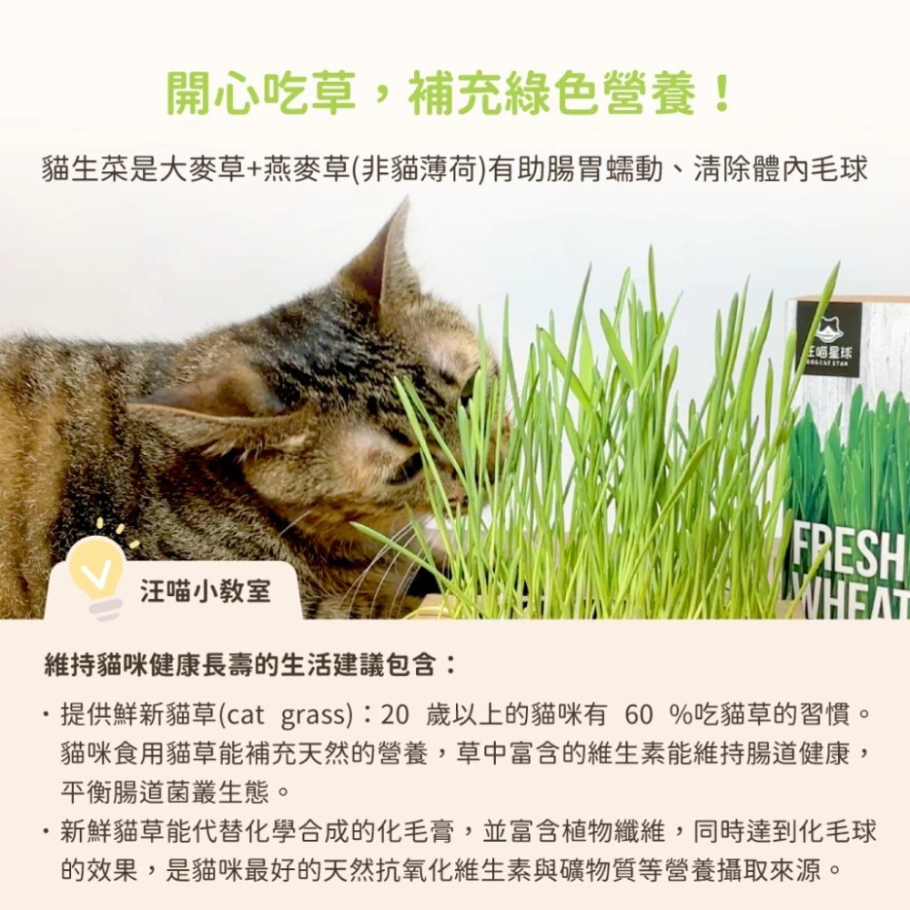 LieBaoの舖🐱貓草栽培組🐱汪喵星球-貓草新鮮栽培盒🌱貓咪生菜🪴去除毛球🪴貓咪零食🌱全齡適用🪴貓咪蔬菜-細節圖3
