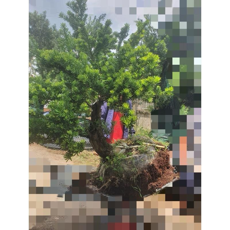 蘭嶼羅漢松 高2～3米 / 樹徑25公分～35公分 原生種 矮霸 庭院 粗壯穩定好顧   ( 不種這個?你要種什麼 ?)-細節圖3