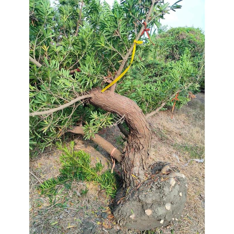 蘭嶼羅漢松 高2～3米 / 樹徑25公分～35公分 原生種 矮霸 庭院 粗壯穩定好顧   ( 不種這個?你要種什麼 ?)-細節圖5