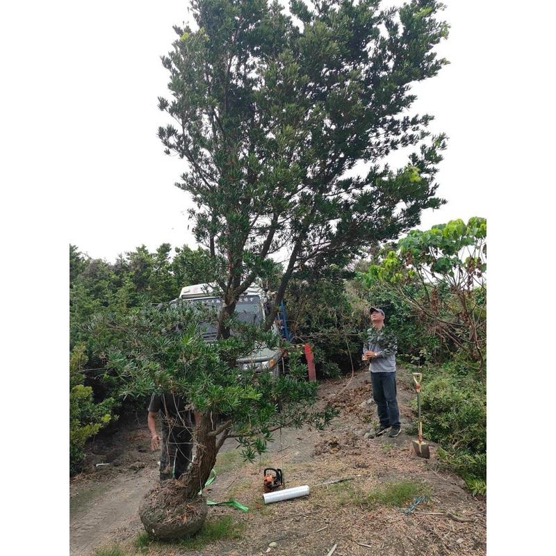 蘭嶼羅漢松 高2～3米 / 樹徑25公分～35公分 原生種 矮霸 庭院 粗壯穩定好顧   ( 不種這個?你要種什麼 ?)-細節圖7