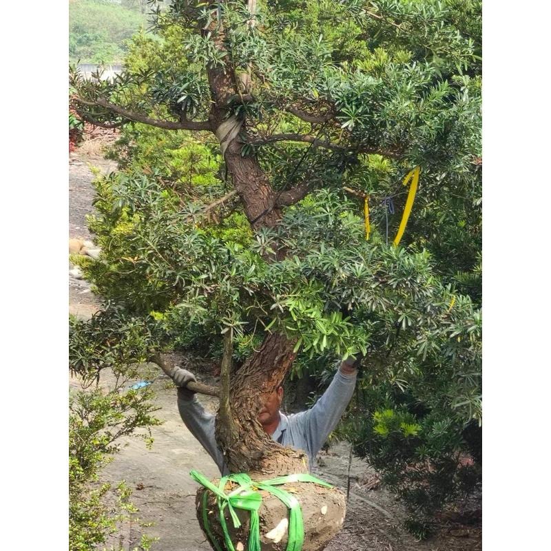 蘭嶼羅漢松 高2～3米 / 樹徑25公分～35公分 原生種 矮霸 庭院 粗壯穩定好顧   ( 不種這個?你要種什麼 ?)-細節圖8