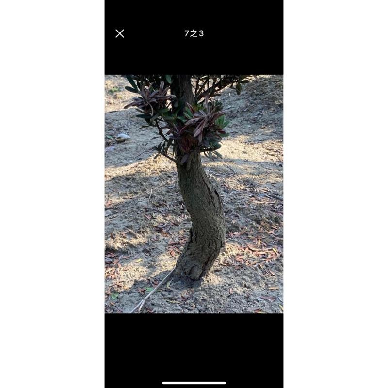 家有羅漢松賺錢會很輕鬆喜歡高腳樹型原珠的朋友可別錯過喔  金鑽羅漢松原珠高腳頭部非常非常漂亮漂亮便宜交流中-細節圖2