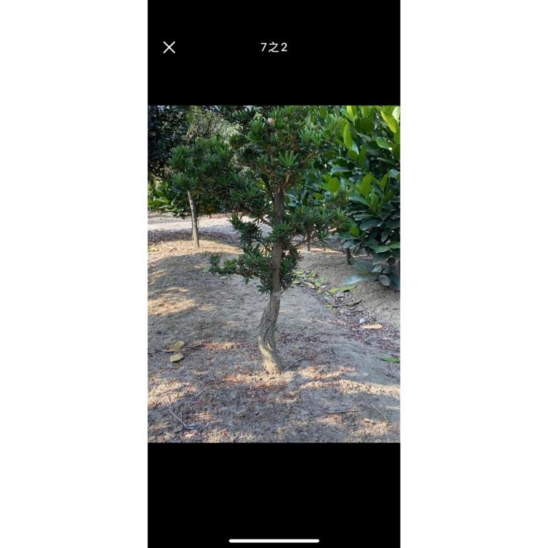 家有羅漢松賺錢會很輕鬆喜歡高腳樹型原珠的朋友可別錯過喔  金鑽羅漢松原珠高腳頭部非常非常漂亮漂亮便宜交流中-細節圖3