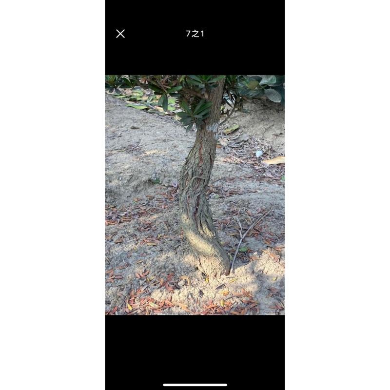 家有羅漢松賺錢會很輕鬆喜歡高腳樹型原珠的朋友可別錯過喔  金鑽羅漢松原珠高腳頭部非常非常漂亮漂亮便宜交流中-細節圖4