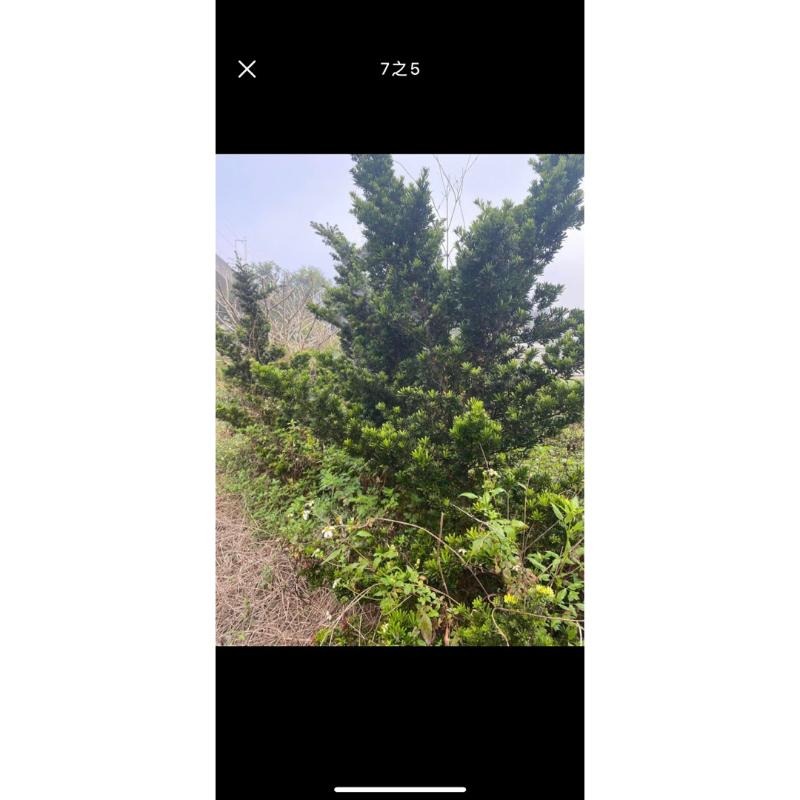 家有羅漢松賺錢會很輕鬆喜歡高腳樹型原珠的朋友可別錯過喔  金鑽羅漢松原珠高腳頭部非常非常漂亮漂亮便宜交流中-細節圖5
