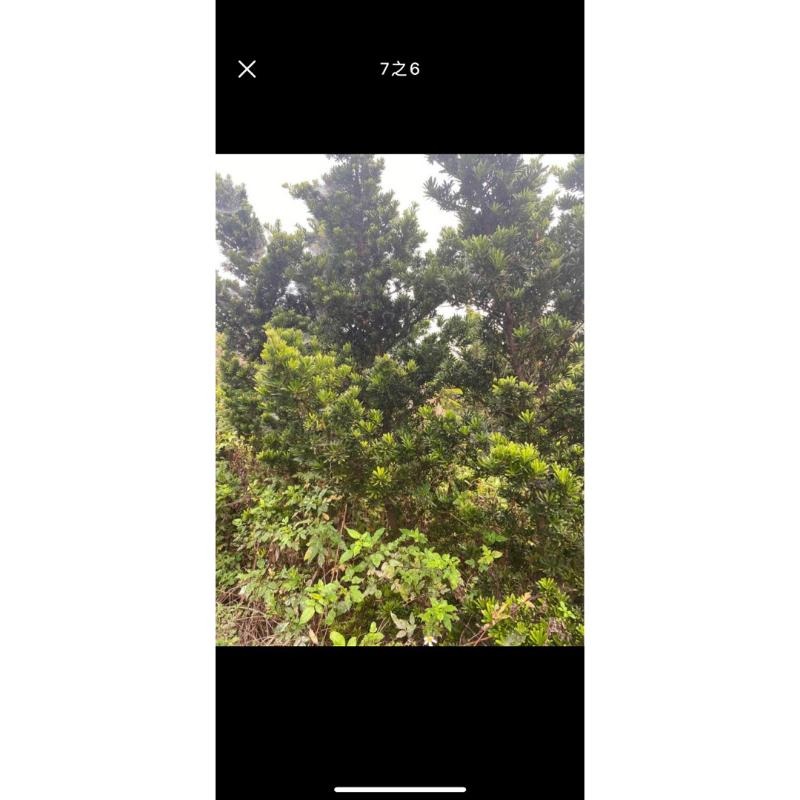 家有羅漢松賺錢會很輕鬆喜歡高腳樹型原珠的朋友可別錯過喔  金鑽羅漢松原珠高腳頭部非常非常漂亮漂亮便宜交流中-細節圖6