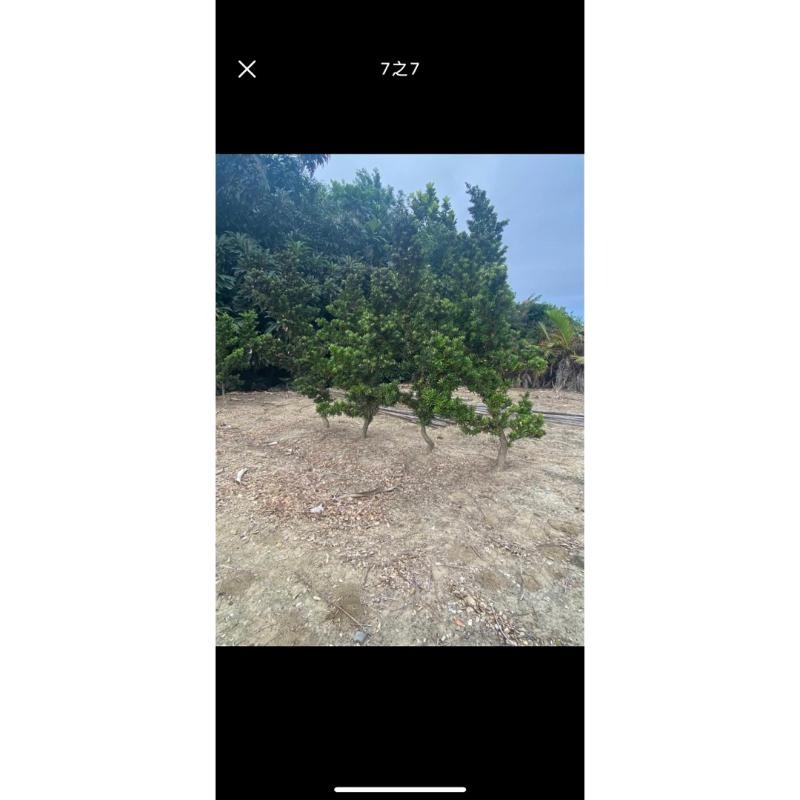 家有羅漢松賺錢會很輕鬆喜歡高腳樹型原珠的朋友可別錯過喔  金鑽羅漢松原珠高腳頭部非常非常漂亮漂亮便宜交流中-細節圖7