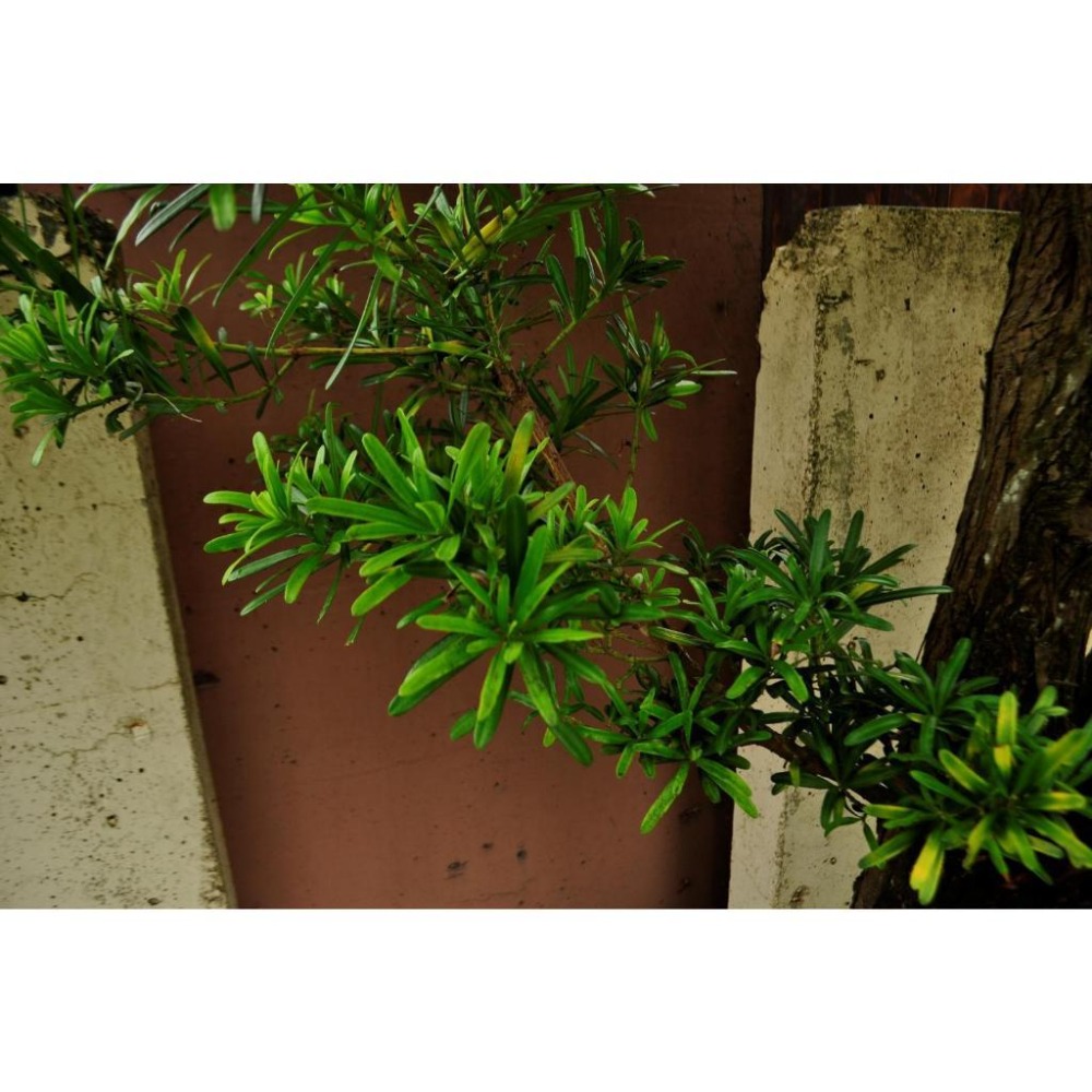 蘭嶼羅漢松 (Lanyu Podocarp)  別名 : 南洋羅漢松，紅頭竹柏高2～3米 / 樹徑18～20公分穩定好顧-細節圖2