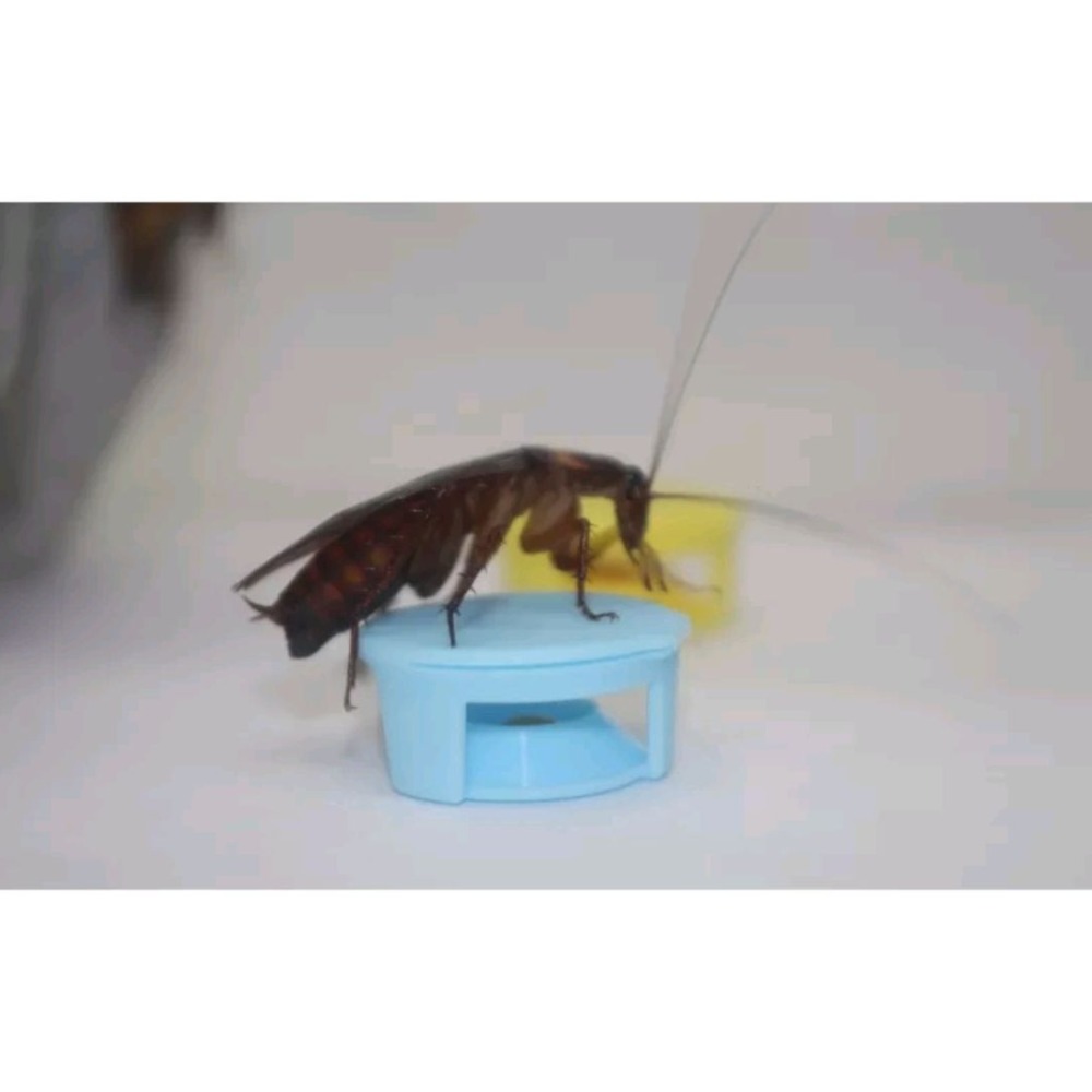 174T蟑螂藥 一點絕 小強絕 螞蟻絕 蟑螂藥 螞蟻藥 凝膠餌劑專用(空-10入裝) 公司貨-細節圖5