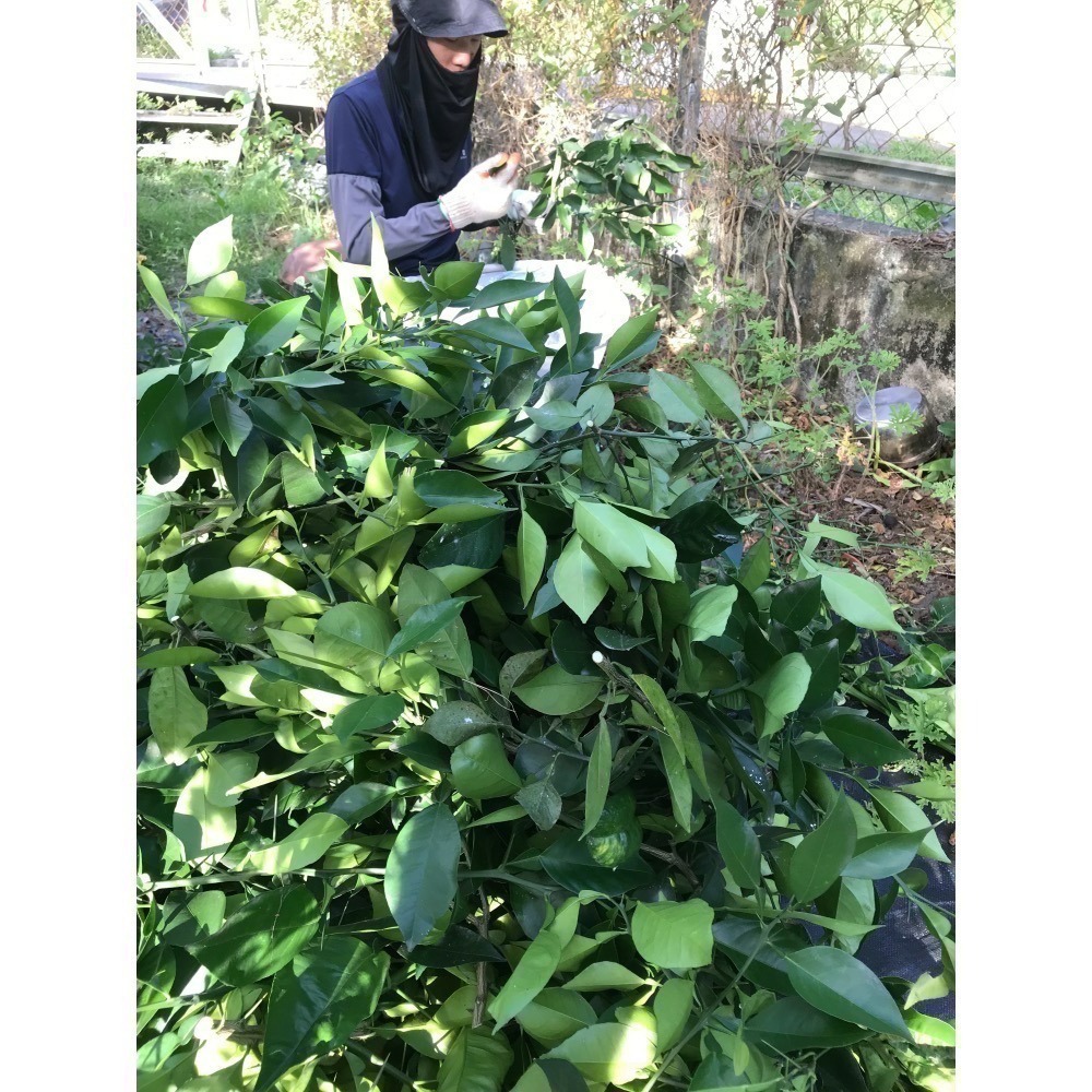 自種自餾精油《畝青工坊》天然·乾淨·環保-細節圖8