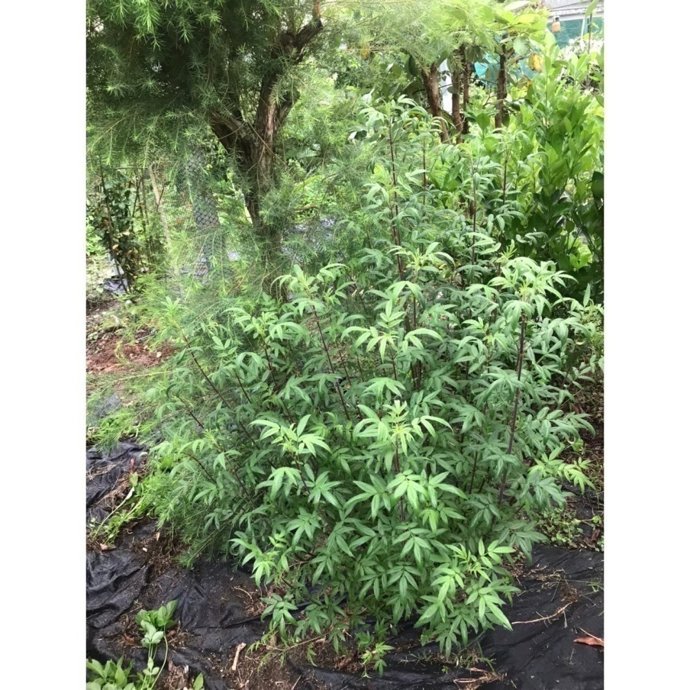 自種自餾精油《畝青工坊》天然·乾淨·環保-細節圖9