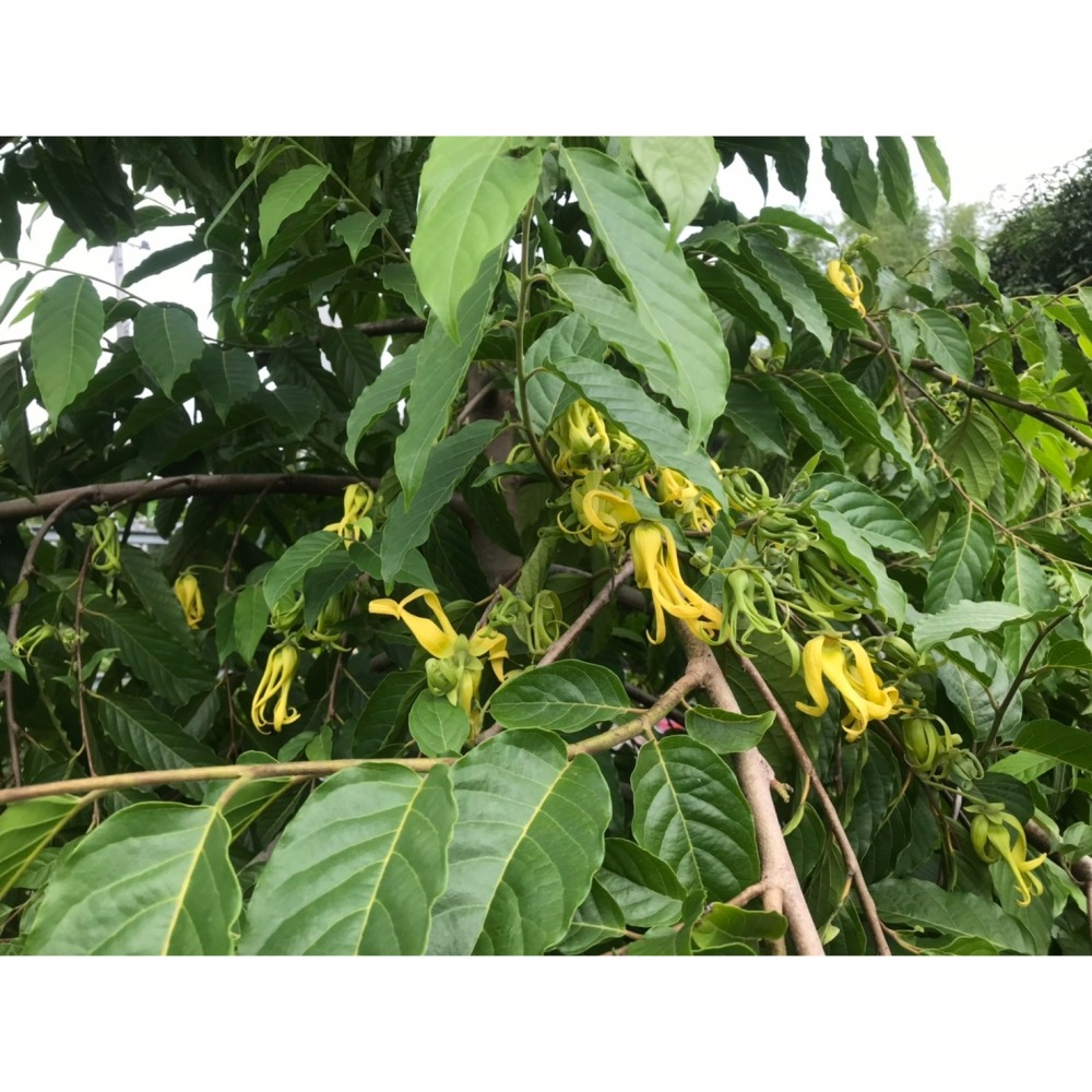 依蘭依蘭純露/無毒農法<畝青工坊>20240820-細節圖6