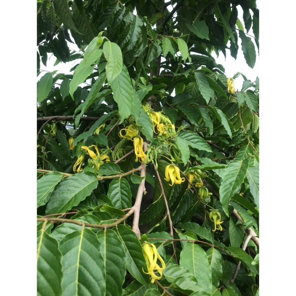 依蘭+金銀花全株純露-細節圖3