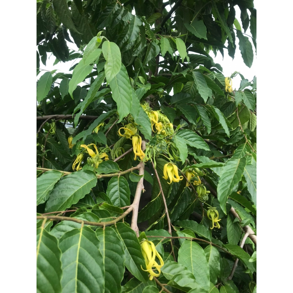 百花純露( 玫瑰花+金銀花+依蘭+槴子花)-細節圖4