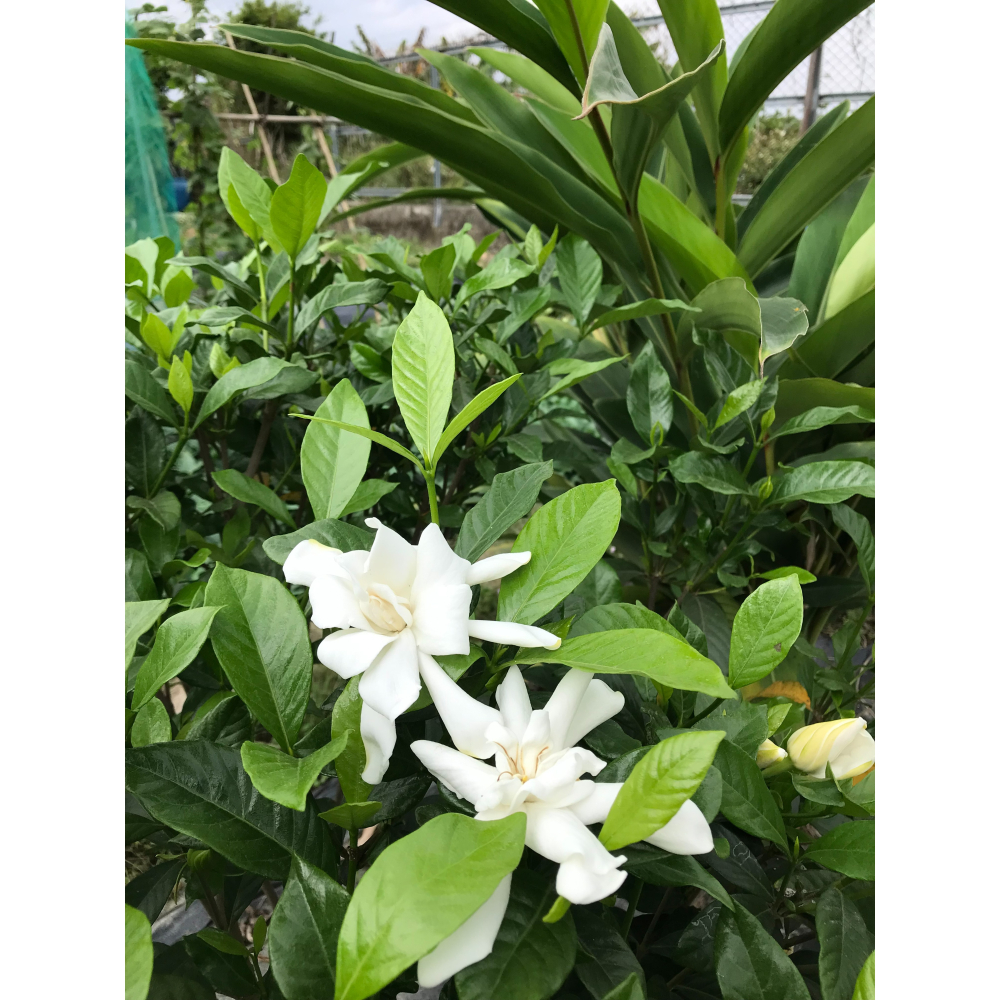 百花純露( 玫瑰花+金銀花+依蘭+槴子花)-細節圖5