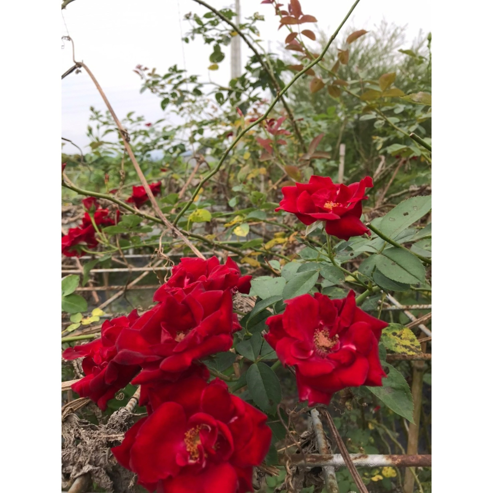 百花純露( 玫瑰花+金銀花+依蘭+槴子花)-細節圖6