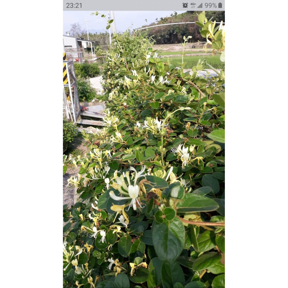 百花純露( 玫瑰花+金銀花+依蘭+槴子花)-細節圖7