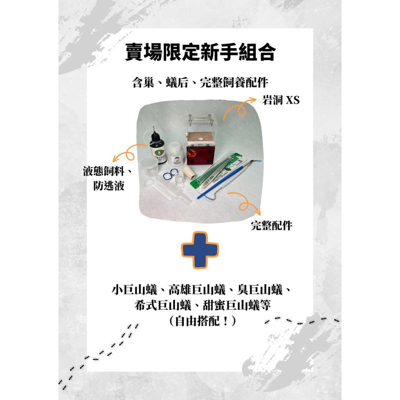 Mazu新手專用螞蟻飼養套組，可選台北巨山蟻、希氏巨山蟻、臭巨山蟻、高雄巨山蟻、白疏巨山蟻，小螞蟻帝國專用飼料/專業蟻巢-細節圖2