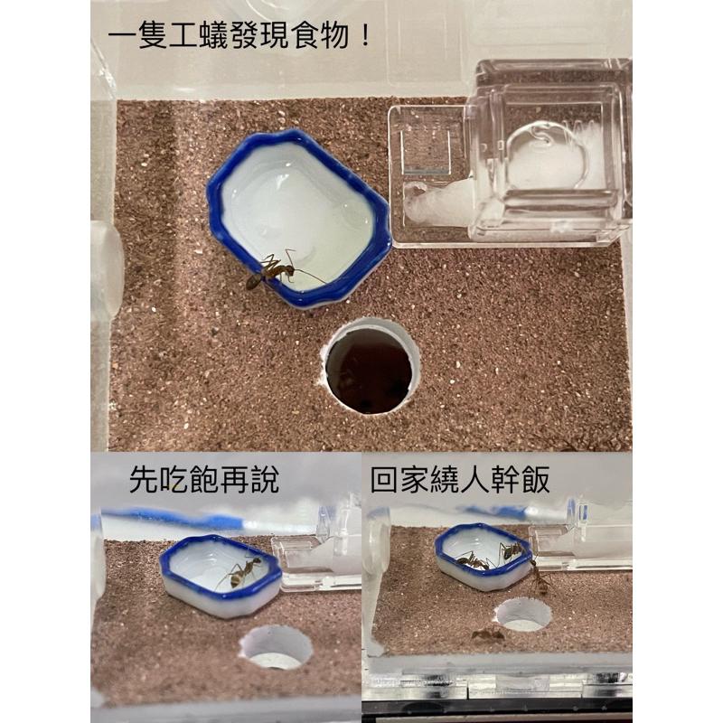 Mazu新手專用螞蟻飼養套組，可選台北巨山蟻、希氏巨山蟻、臭巨山蟻、高雄巨山蟻、白疏巨山蟻，小螞蟻帝國專用飼料/專業蟻巢-細節圖3