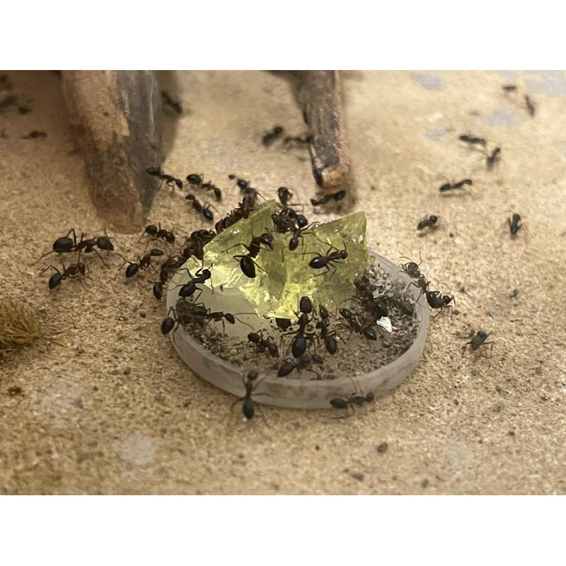 ［速產配方］高蛋白速產凝膠—Mazu螞蟻高蛋白胺基酸凝膠（高蛋白膠體、幼蟲快速成長、高適口性、胺基酸均衡、出遠門常駐）-細節圖5