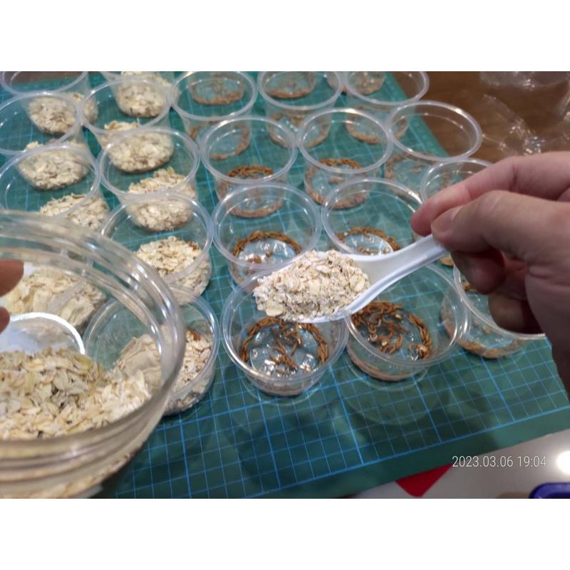 黃色迷你麵包蟲（螞蟻、螳螂、跳蛛、蜘蛛、蠍子、肉食蟻、守宮、蜥蜴）螞蟻飼料、螞蟻巢、螞蟻研究-細節圖3