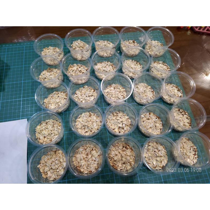 黃色迷你麵包蟲（螞蟻、螳螂、跳蛛、蜘蛛、蠍子、肉食蟻、守宮、蜥蜴）螞蟻飼料、螞蟻巢、螞蟻研究-細節圖4