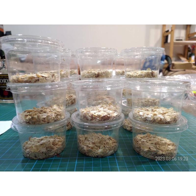 黃色迷你麵包蟲（螞蟻、螳螂、跳蛛、蜘蛛、蠍子、肉食蟻、守宮、蜥蜴）螞蟻飼料、螞蟻巢、螞蟻研究-細節圖5