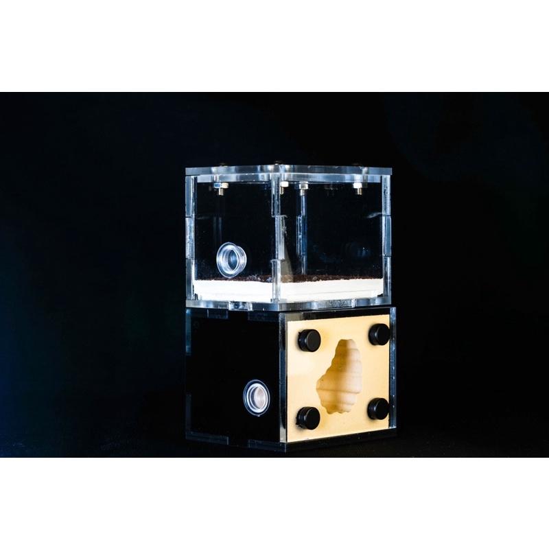 《E:巢》岩洞XS 直立巢 蟻巢 石膏巢 養螞蟻 螞蟻飼料-細節圖5