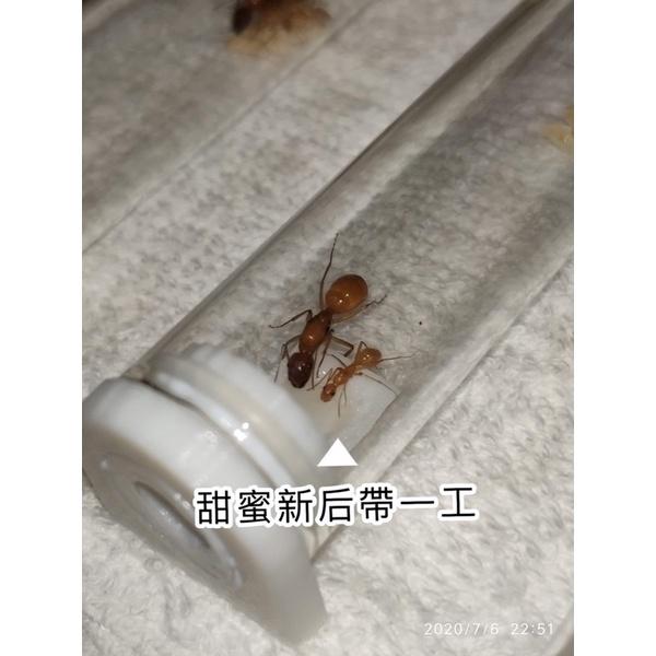 Mazu獨家開發及販售-螞蟻氣味干擾噴劑（群落死后的救星、有效提高合巢成功機率）養螞蟻/螞蟻飼料/螞蟻巢-細節圖2