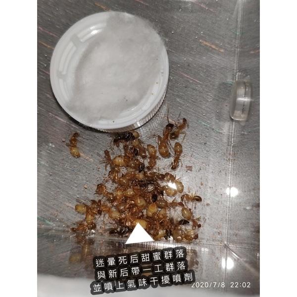 Mazu獨家開發及販售-螞蟻氣味干擾噴劑（群落死后的救星、有效提高合巢成功機率）養螞蟻/螞蟻飼料/螞蟻巢-細節圖3