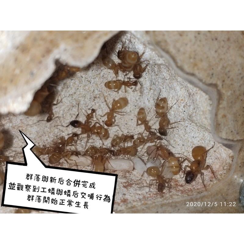 Mazu獨家開發及販售-螞蟻氣味干擾噴劑（群落死后的救星、有效提高合巢成功機率）養螞蟻/螞蟻飼料/螞蟻巢-細節圖4