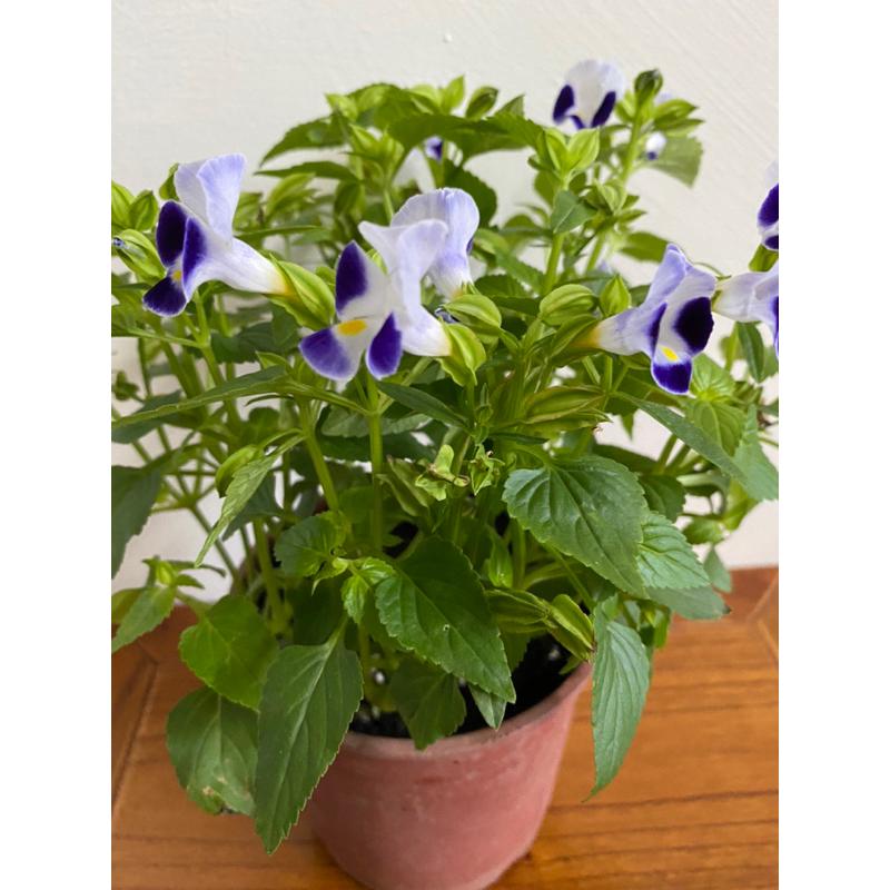 夏堇花 5寸盆夏堇花-細節圖2