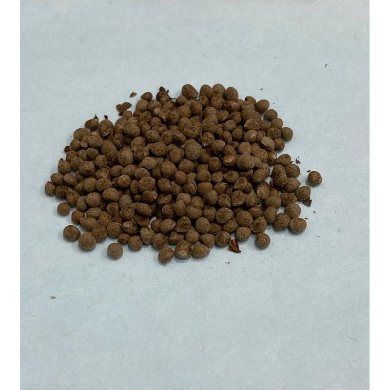 韓國芝麻葉種子 約60顆-細節圖2