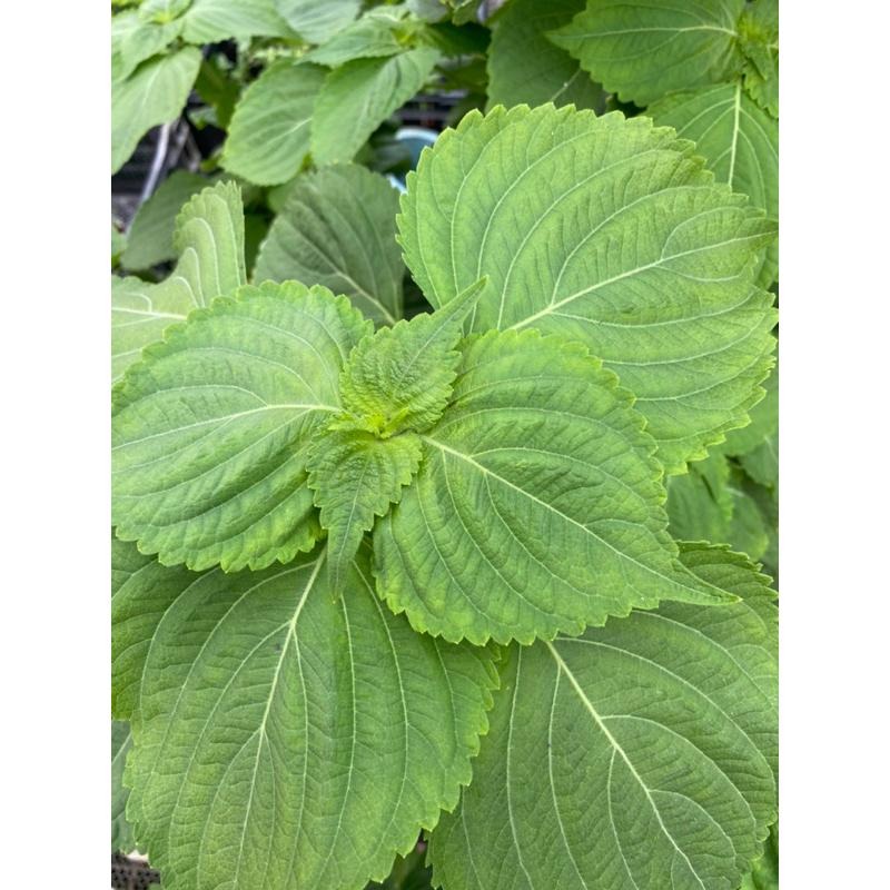 韓國芝麻葉種子 約60顆-細節圖3