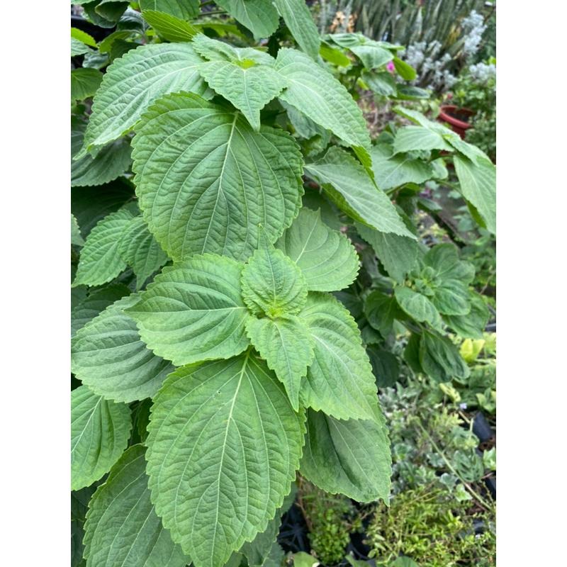 韓國芝麻葉種子 約60顆-細節圖4