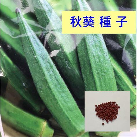 【種子】秋葵種子，綠色秋葵，結莢能力強，產量高，顧胃整腸好蔬菜