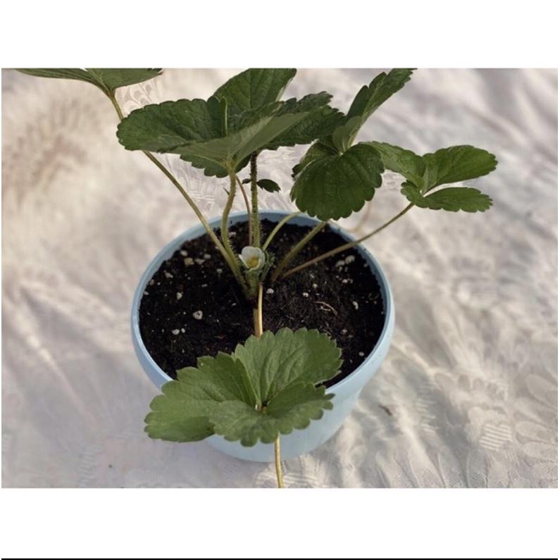 天青色吊盆 4.5寸吊盆 含吊鉤-細節圖3