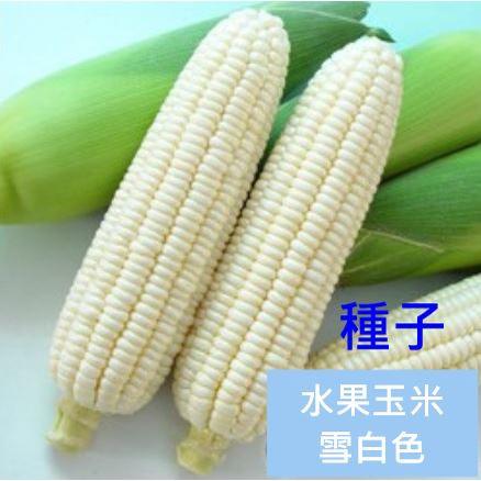 【種子】白色水果玉米種子 水果玉米種子 玉米種子