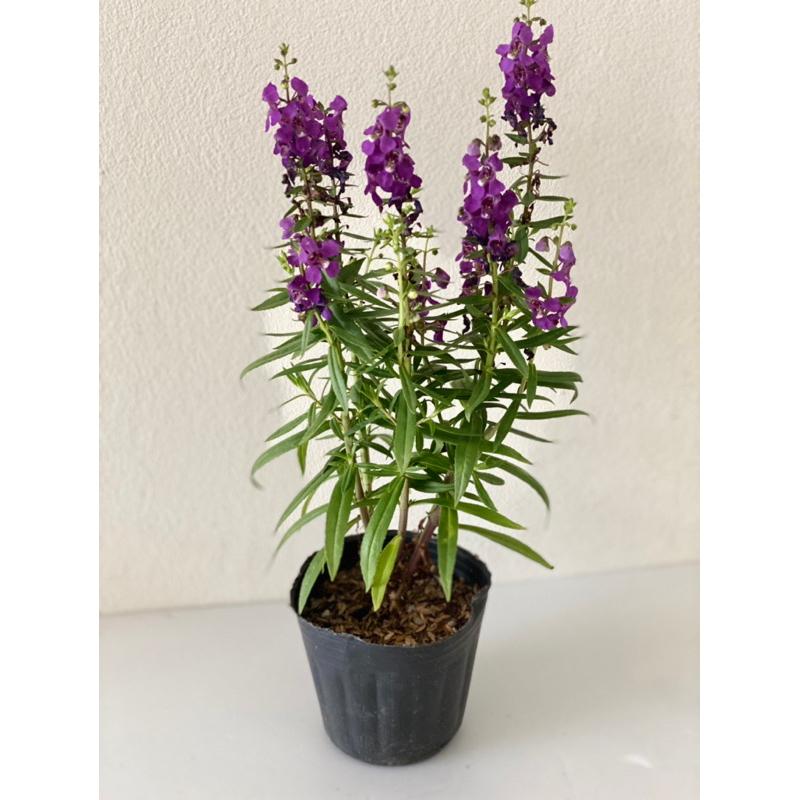 天使花苗 3寸盆 天使花 觀花植物 全年開花-細節圖2