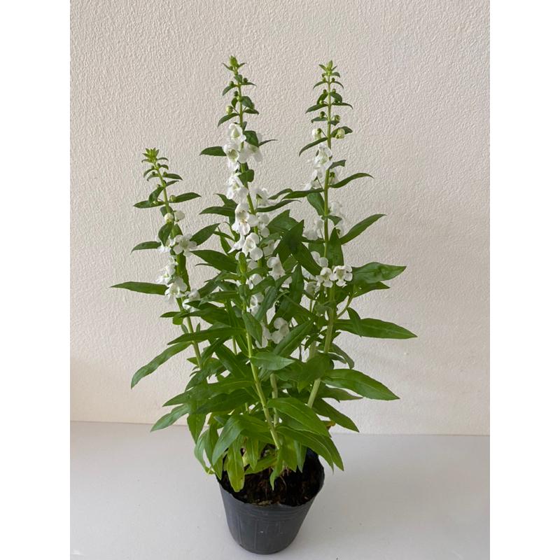 天使花苗 3寸盆 天使花 觀花植物 全年開花-細節圖3