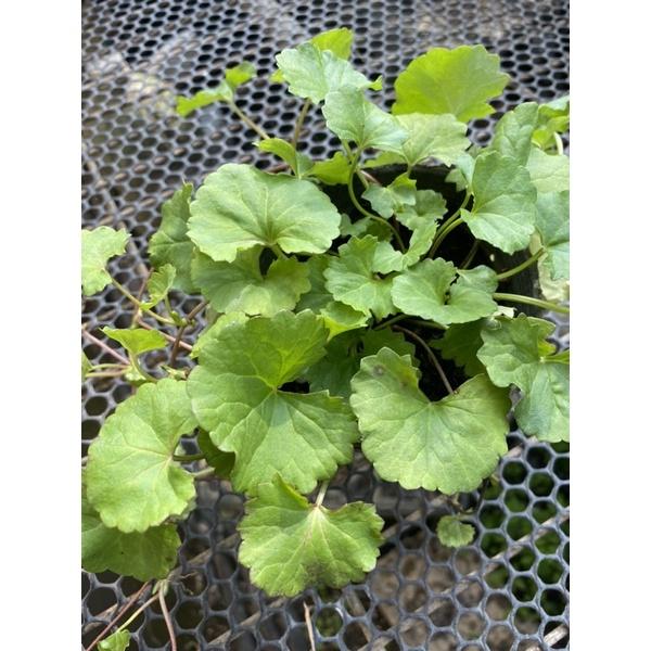 雷公根苗 雷公草苗 積雪草苗 含殼草-細節圖2